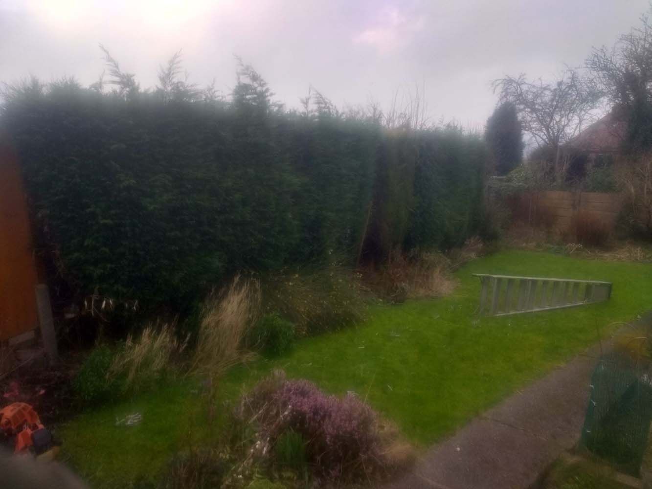 Backyard garden with tall hedges, green lawn, and a paved path under a cloudy sky