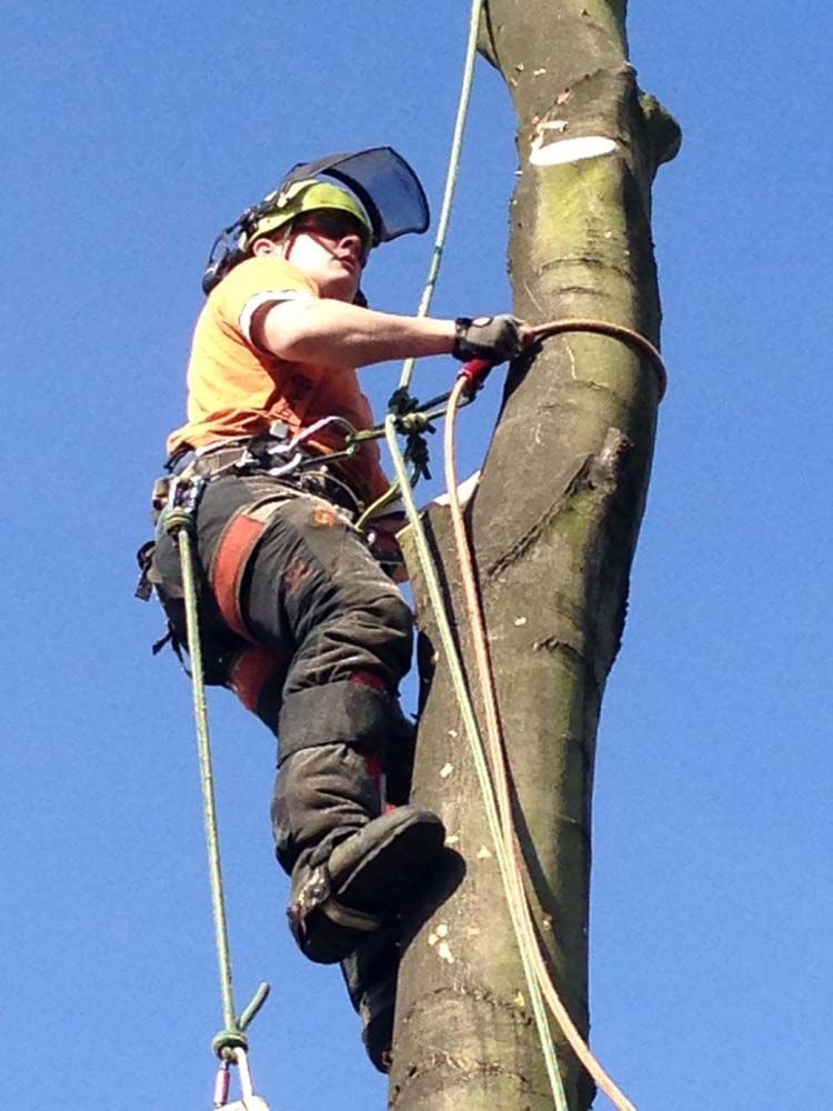 Arborist in safety gear climbing and cutting a tree against a blue sky