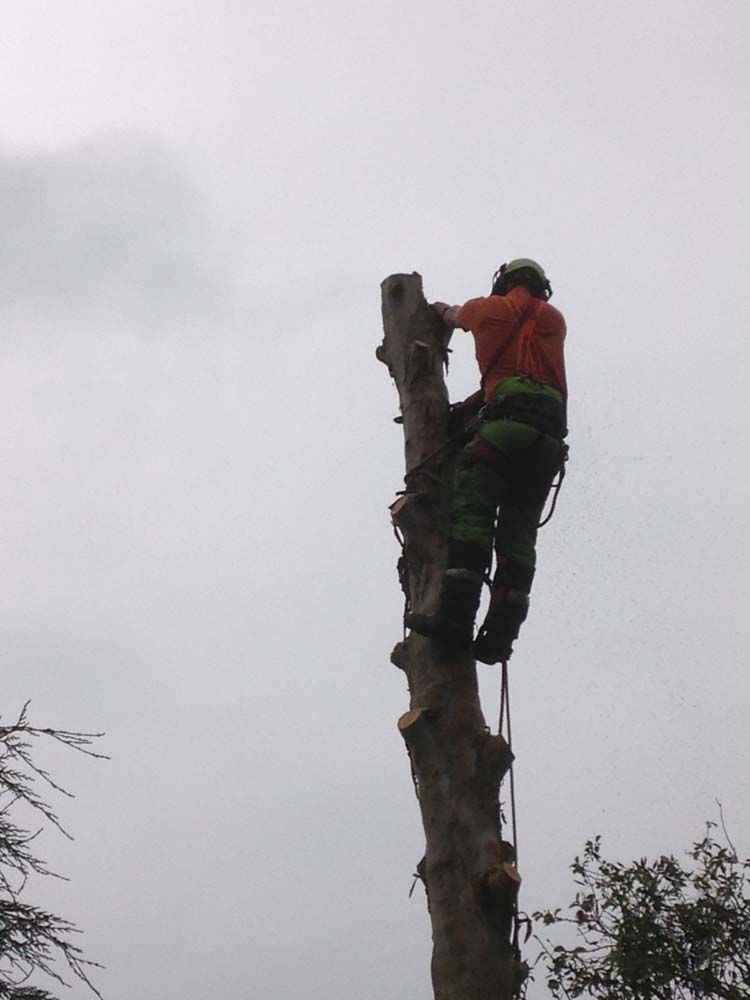Person in orange climbing a tall dead tree trunk outdoors, secured with ropes