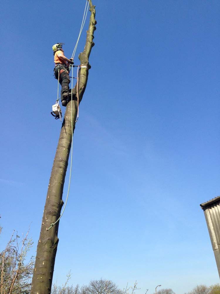 Worker in safety gear trimming a tall tree against a clear blue sky
