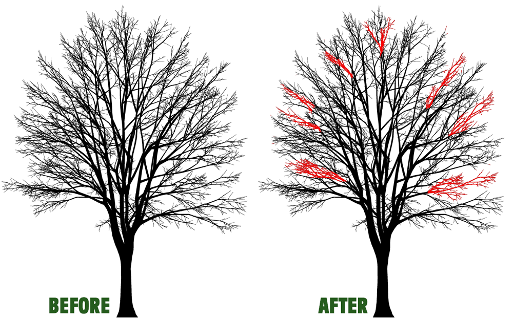 Before-and-after tree pruning: bare black tree, then the same tree with red highlighted areas to trim.