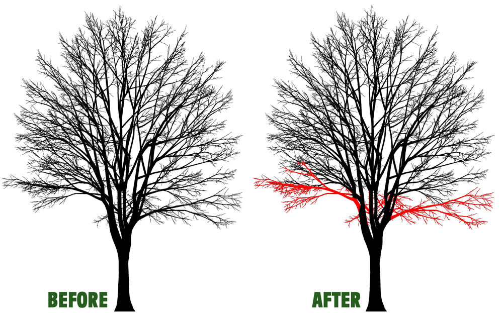 Before-and-after tree pruning: bare branches removed on right, leaving a cleaner canopy.