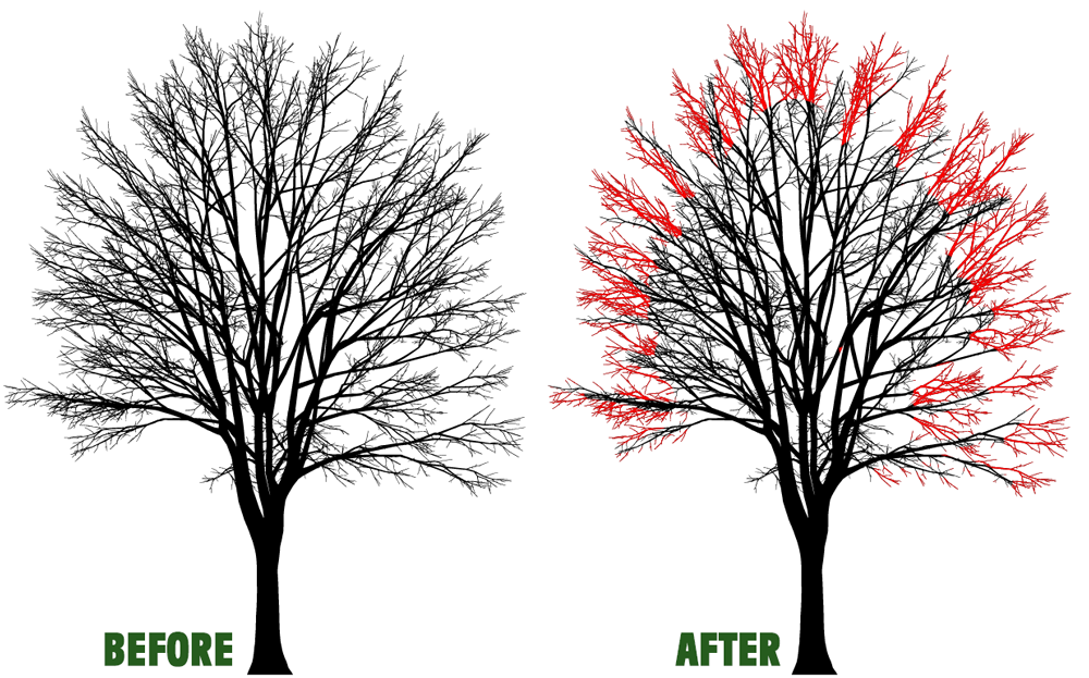 Side-by-side tree illustration labeled before and after, with red foliage added on the right tree.