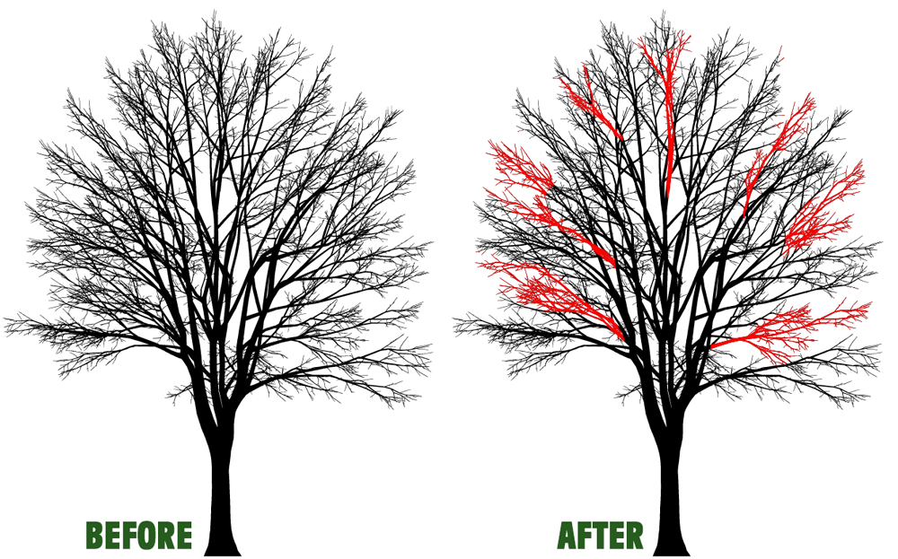 Before-and-after tree pruning illustration, with red highlighted branches removed in the after image.