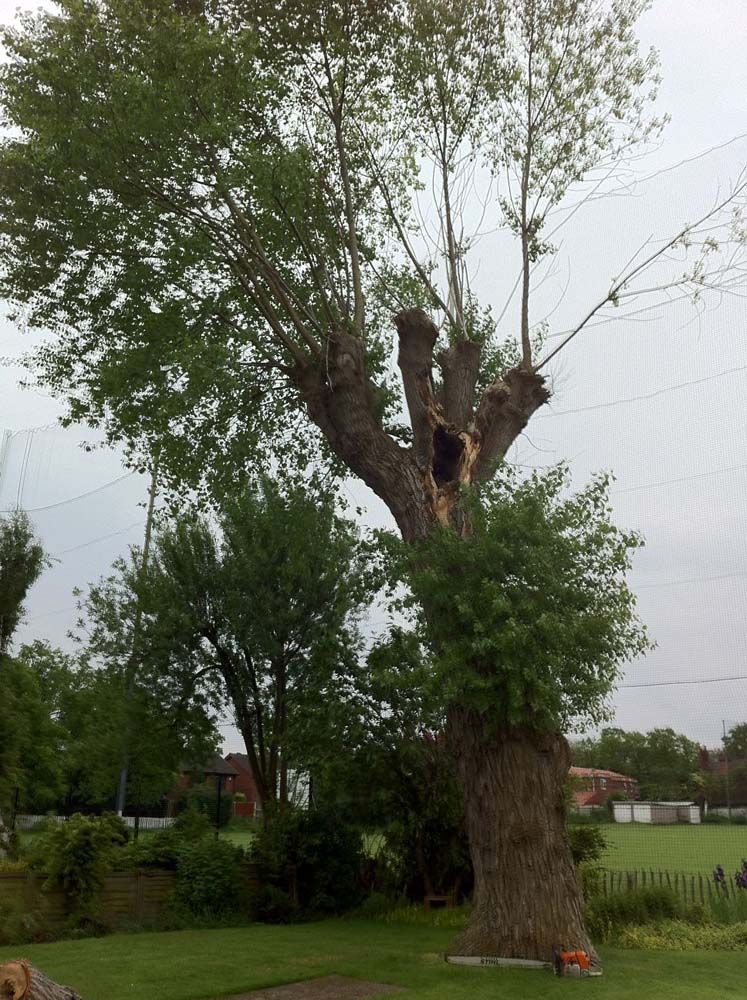 Large pruned tree with leafy branches in a grassy park under an overcast sky