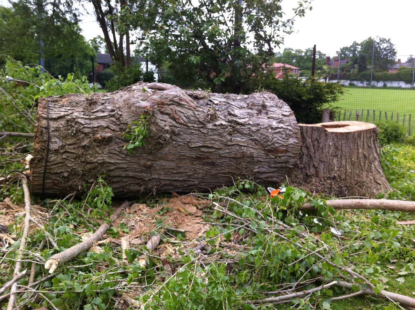 Large fallen tree trunk in a grassy park with branches and a cut stump nearby