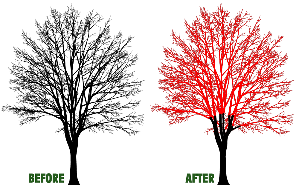 Tree pruning comparison: black tree labeled “Before” and red-trimmed tree labeled “After”