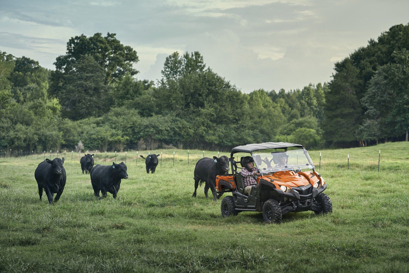 Off-road Vehicle And Cows Behind — Motorcycle Dealer in Berrimah, NT