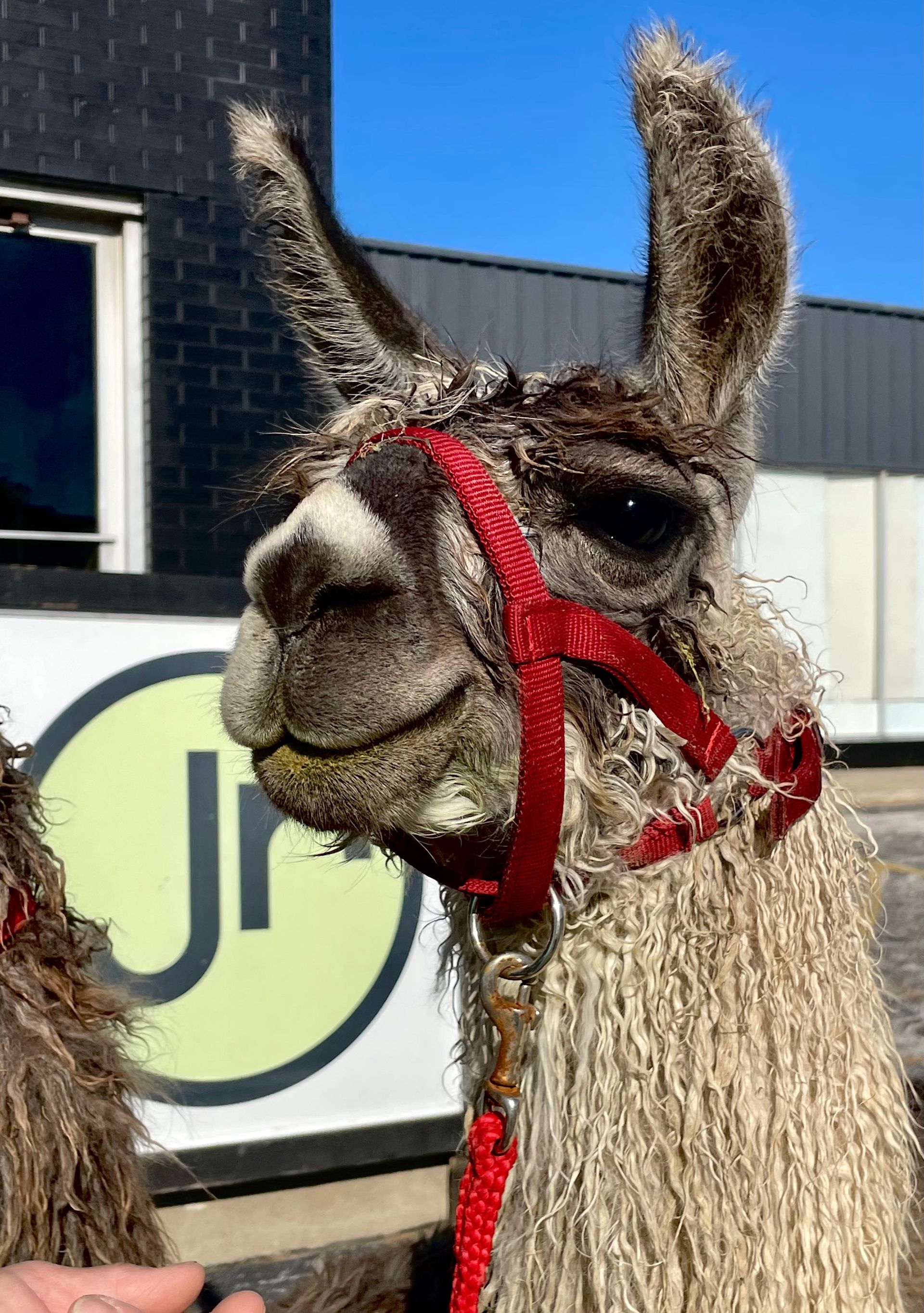 A llama wearing a red bridle is standing in front of a JR building.