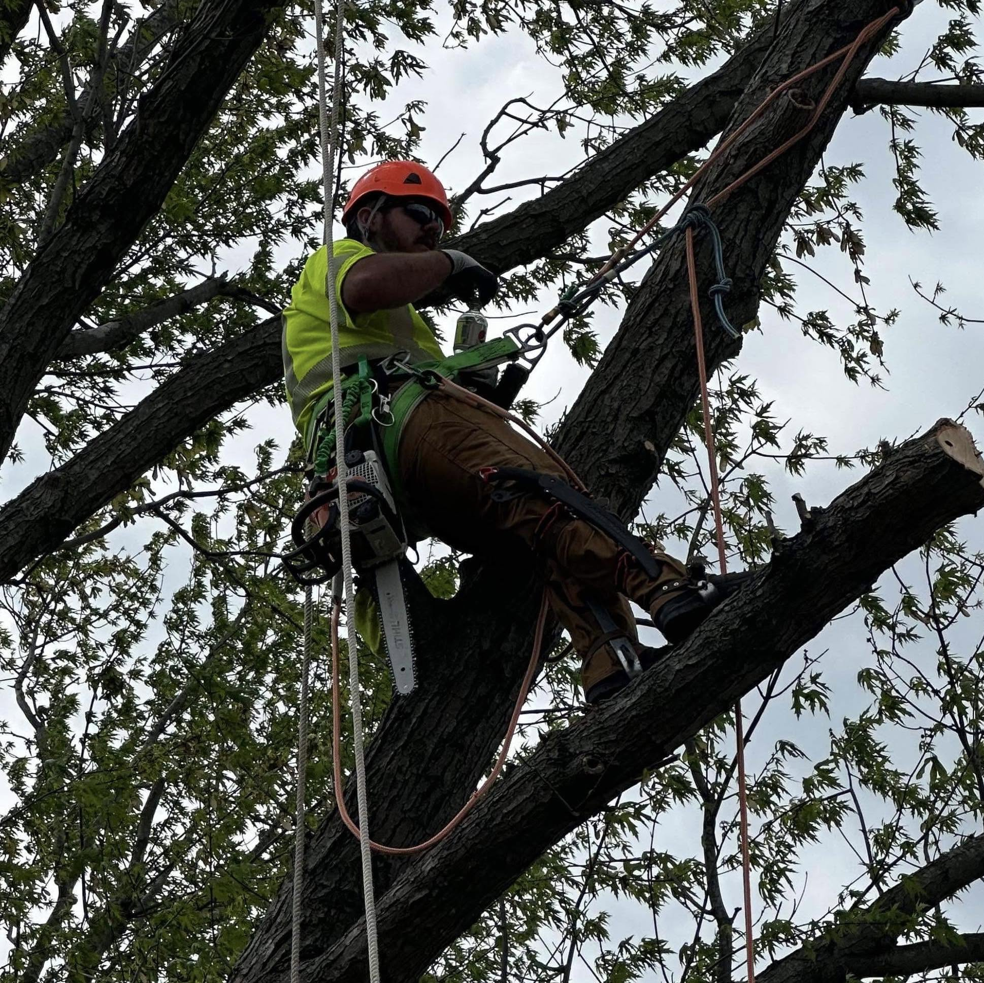Arborist in orange helmet and green vest climbing a tree with ropes and safety gear