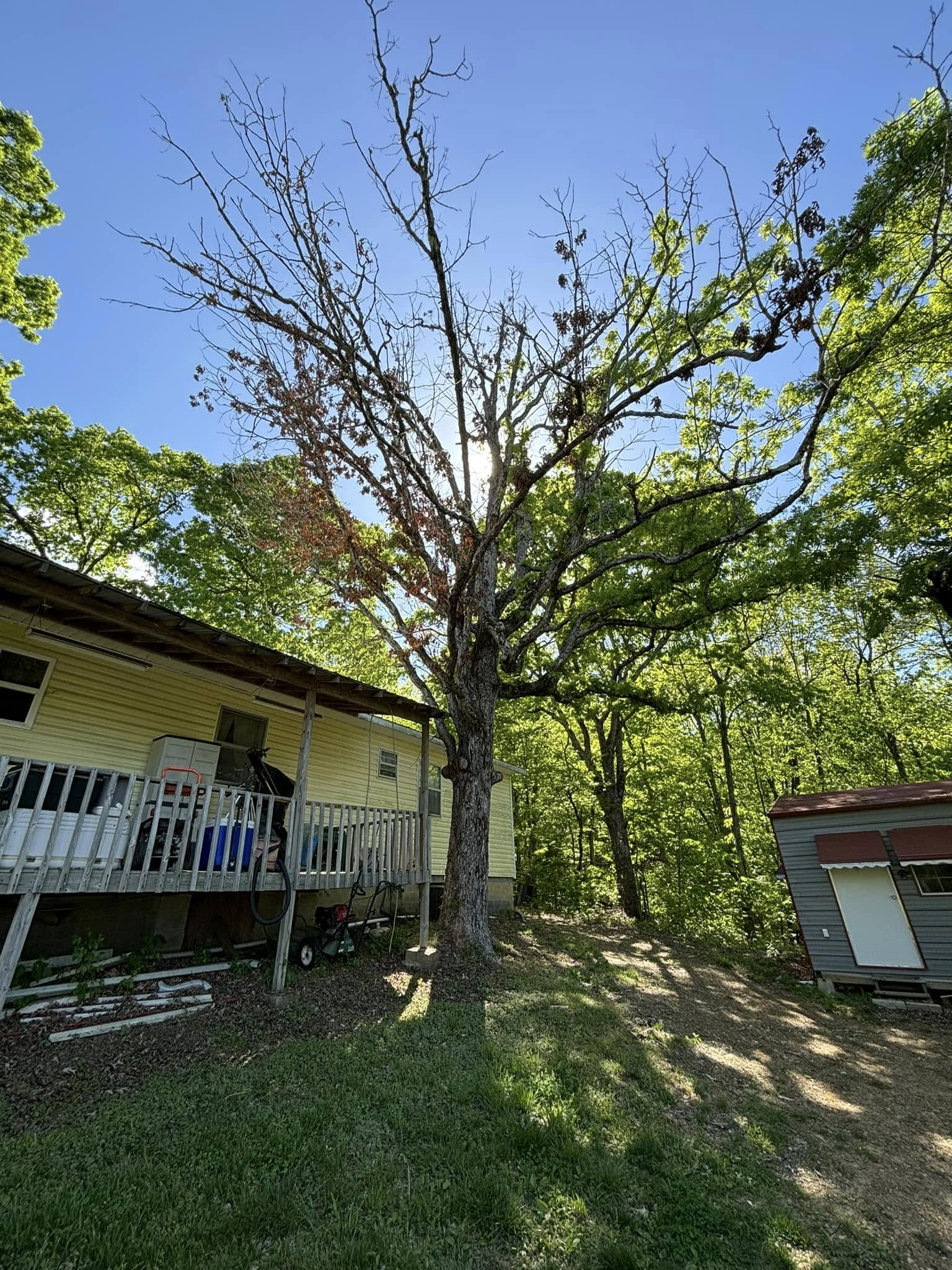 Leafless tree in a grassy yard beside a yellow house and small shed under a clear blue sky