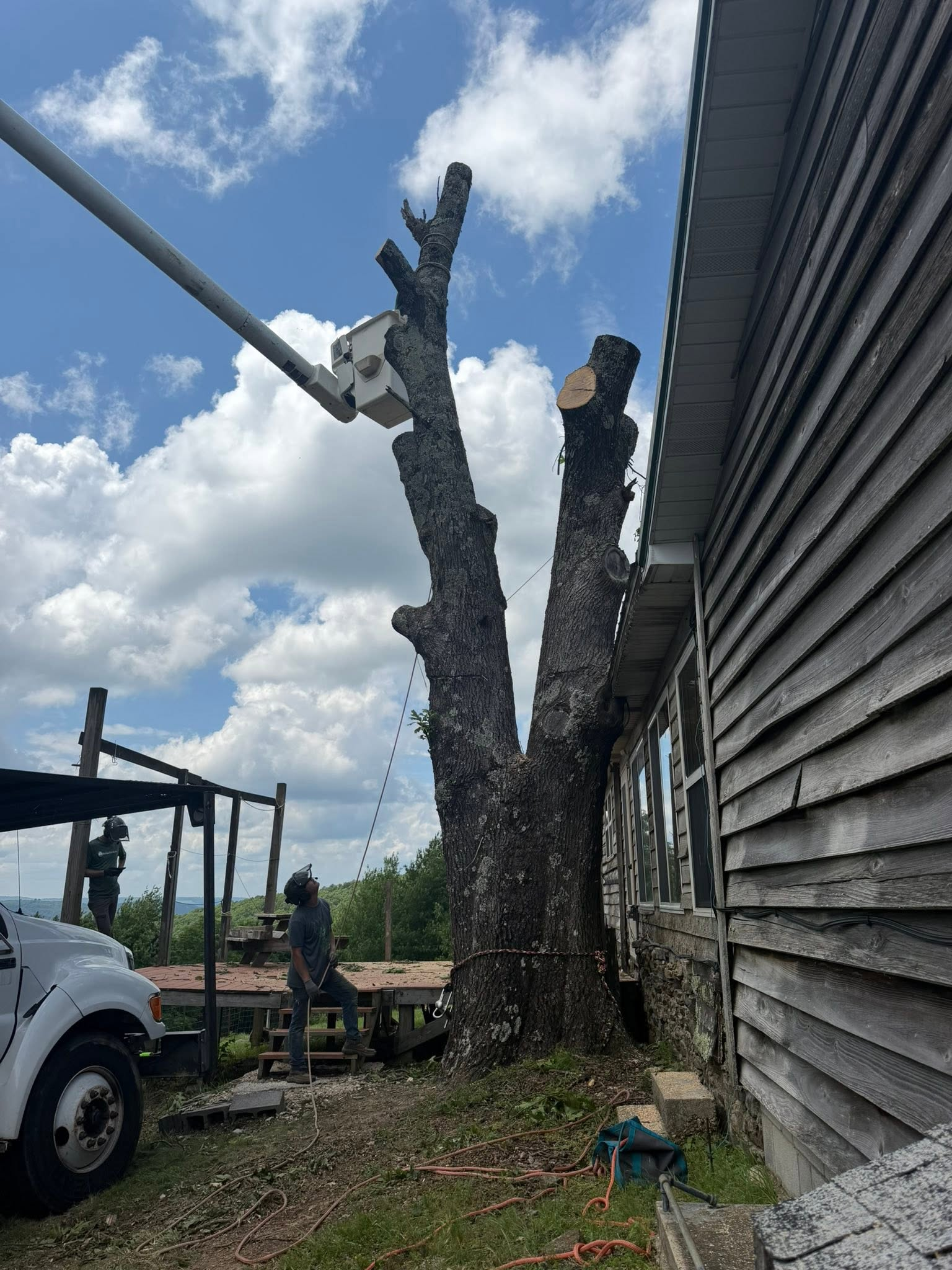 A heavily pruned tree beside a wooden building, with a truck and equipment in a rural yard under a cloudy sky.