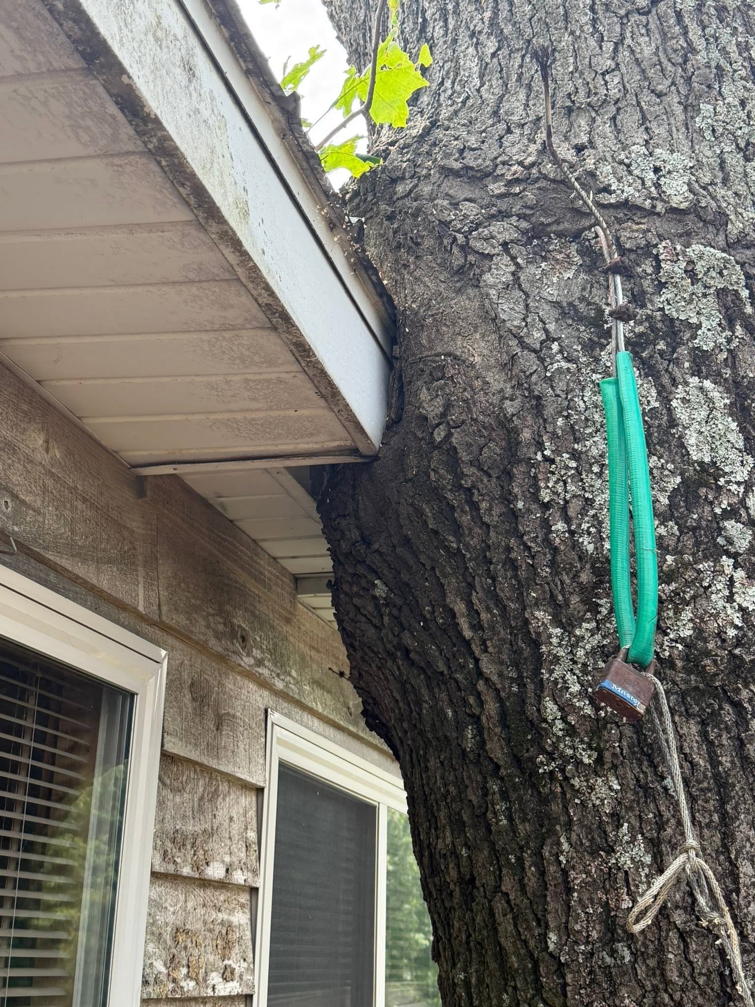 Large tree trunk pressing against a house roofline, with a green strap hanging beside a window.