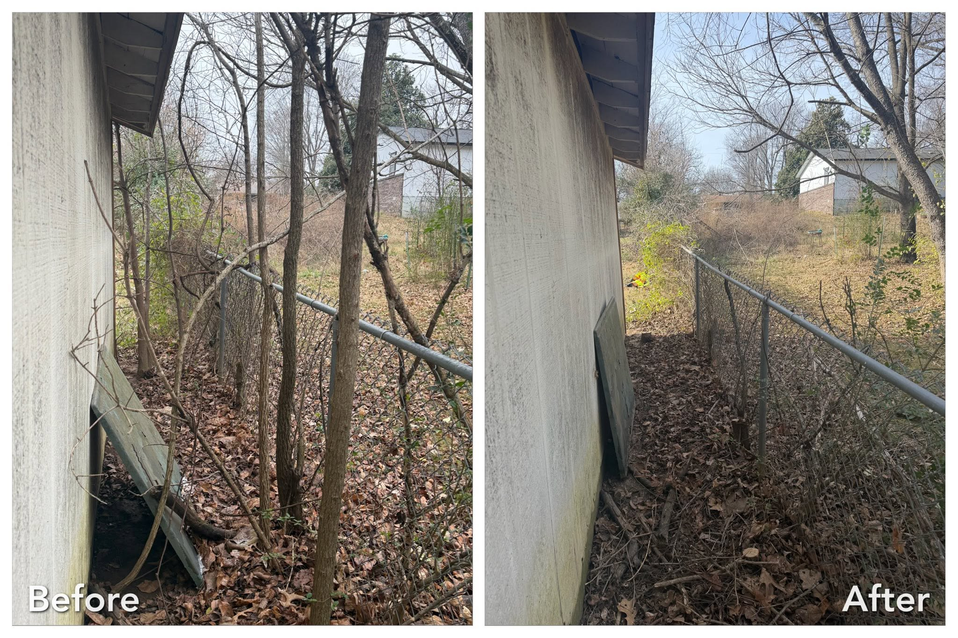 Before-and-after view of a narrow side yard cleared of overgrown vines and leaves.