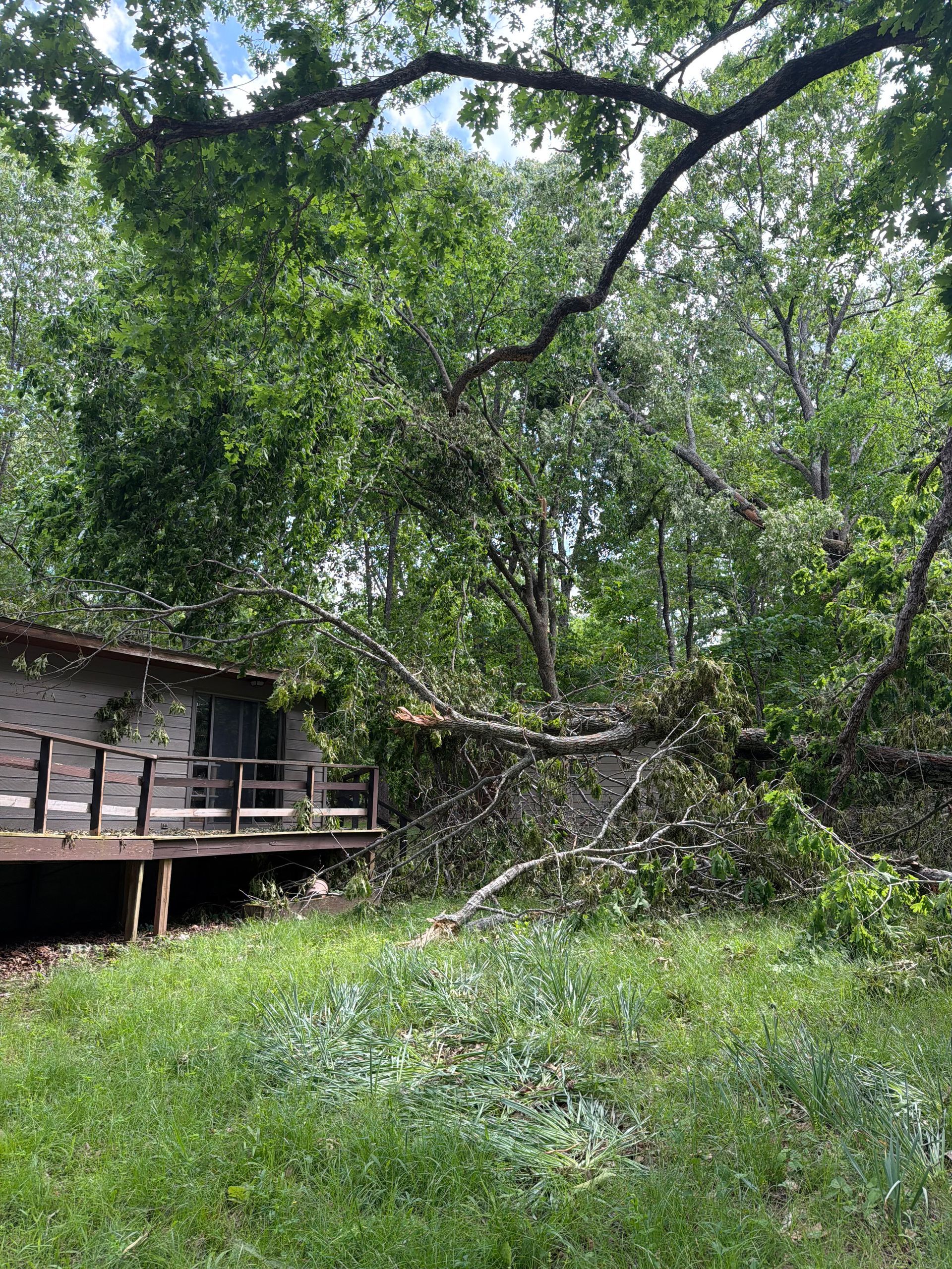 Wooden deck beside a lush green yard with overhanging tree branches and fallen limbs