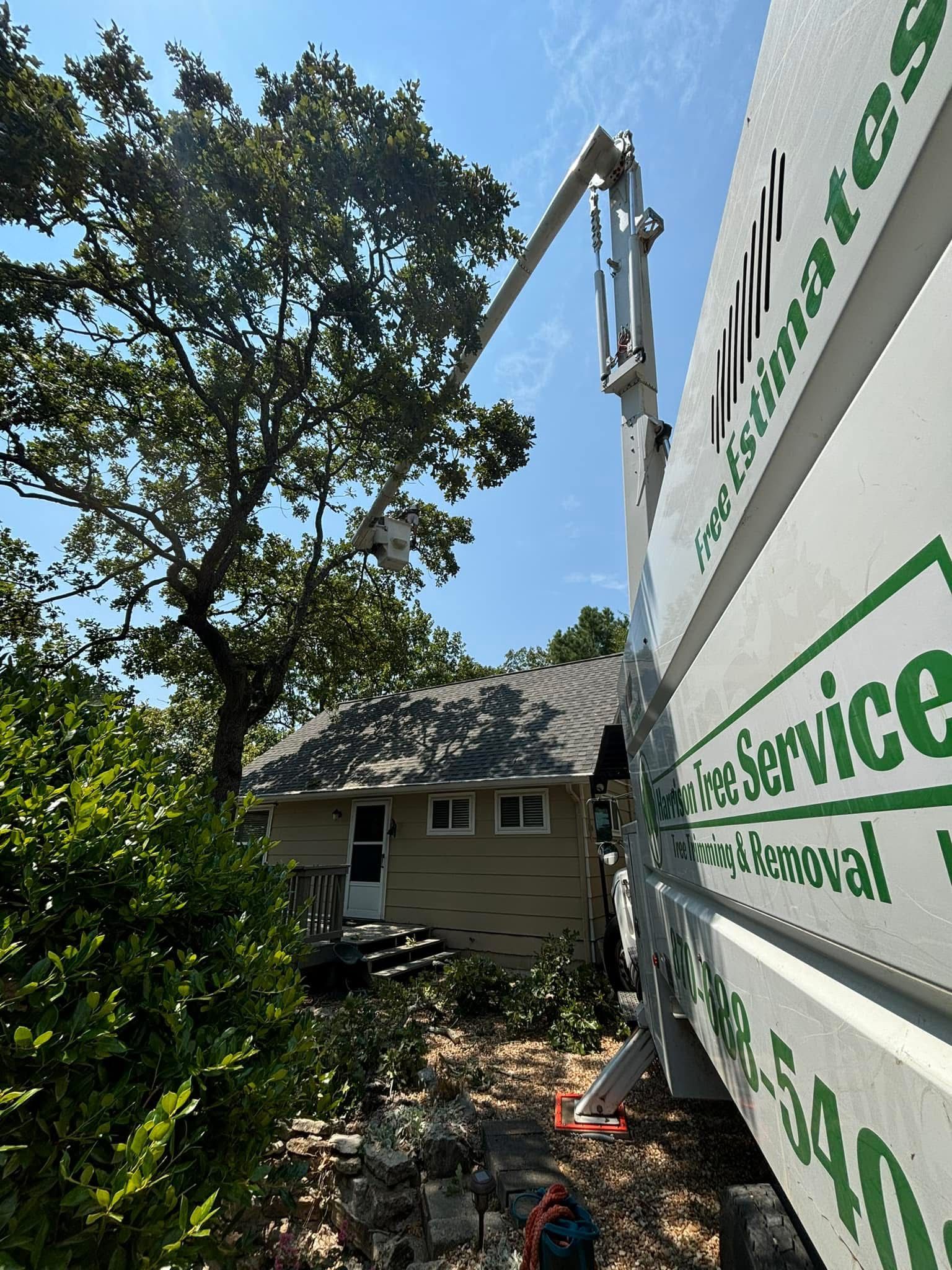 Worker on a lift beside a house, trimming a large tree in a sunny yard.