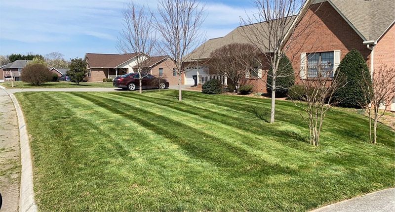 Suburban front lawns with striped green grass, brick houses, and a sidewalk under a clear sky