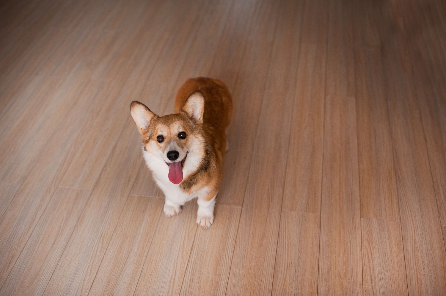 Small tan and white dog standing on a wooden floor, looking at the camera with its tongue out.