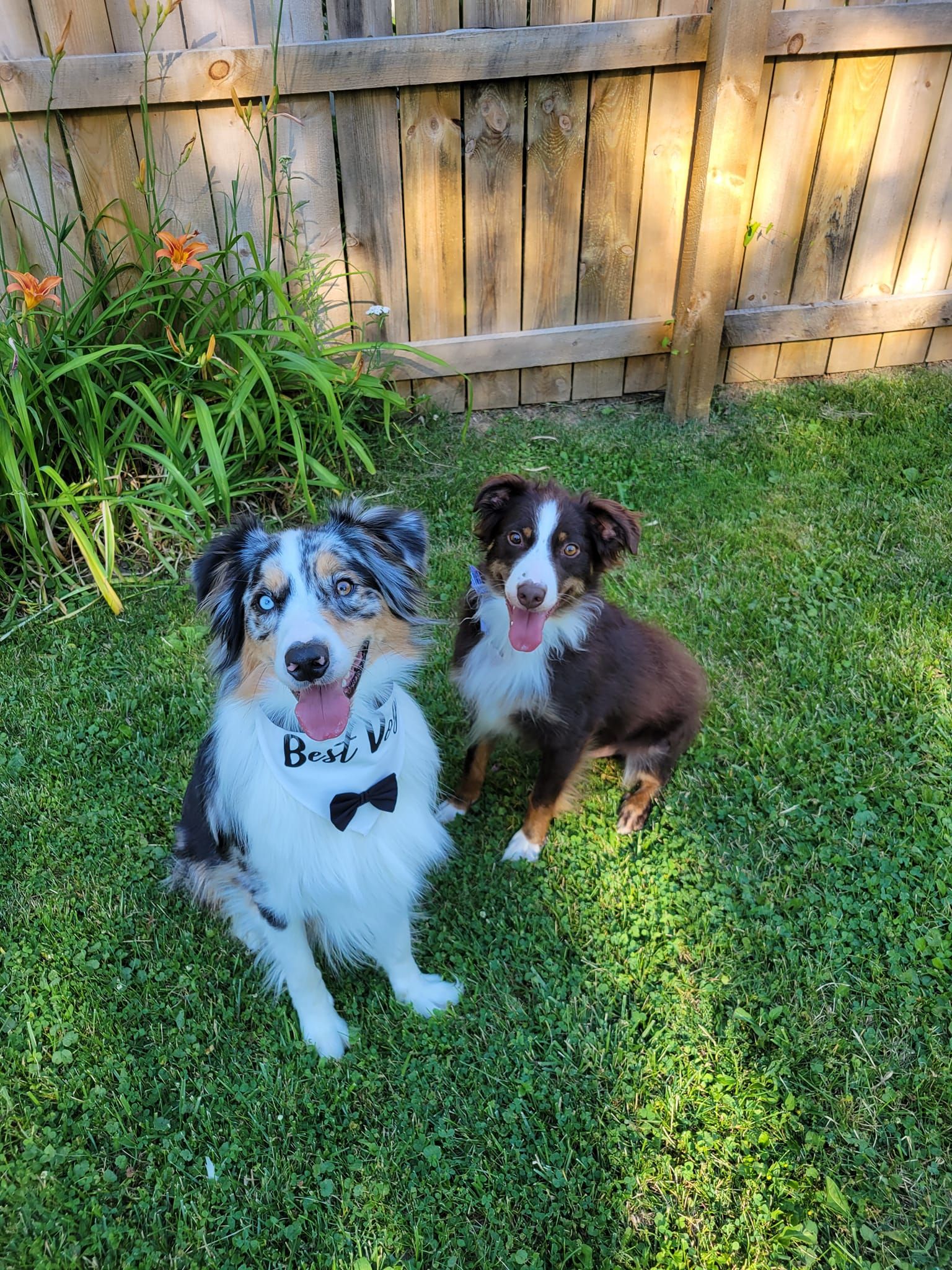 Ocala Dog Park Boarding Daycare