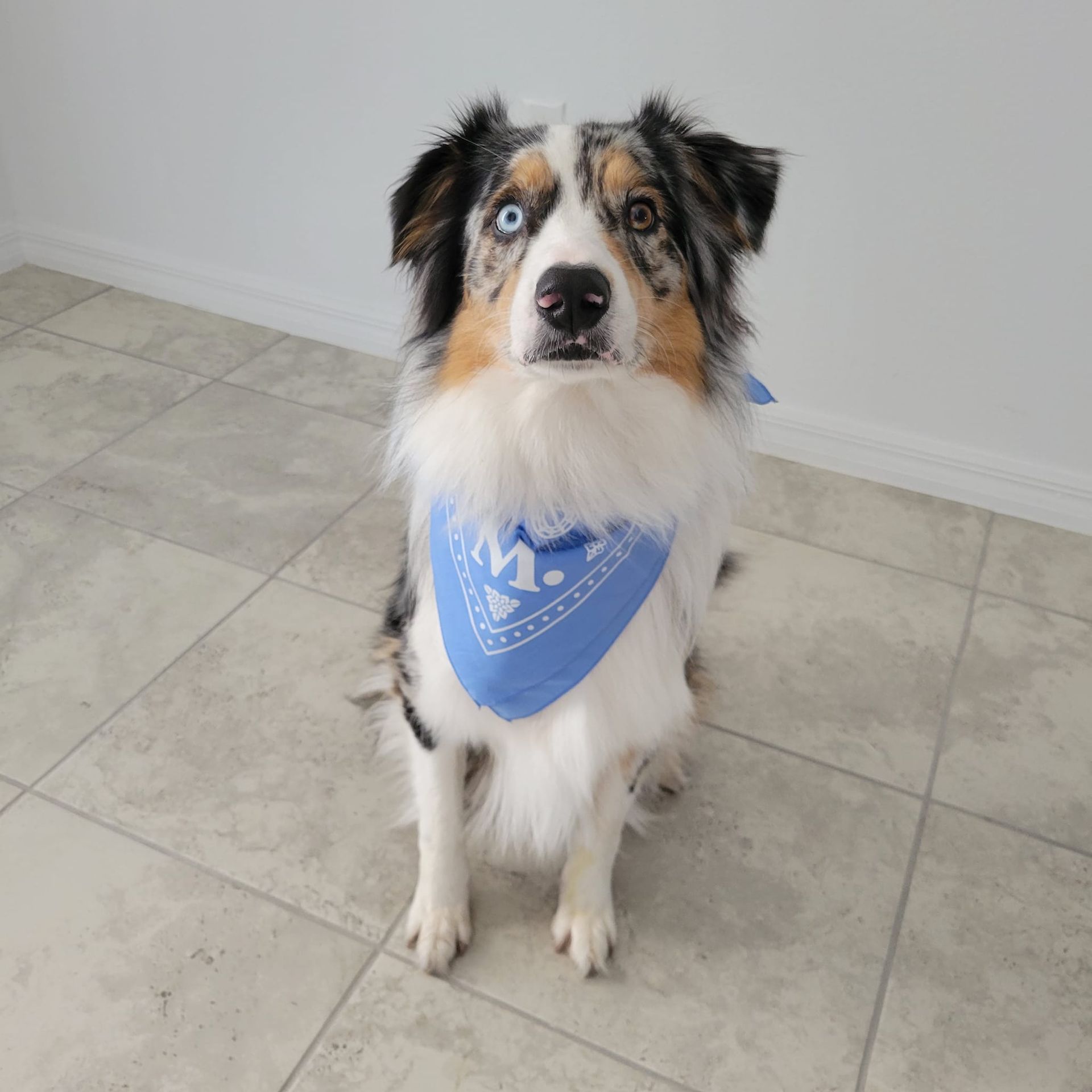 Ocala Dog Park Boarding Daycare