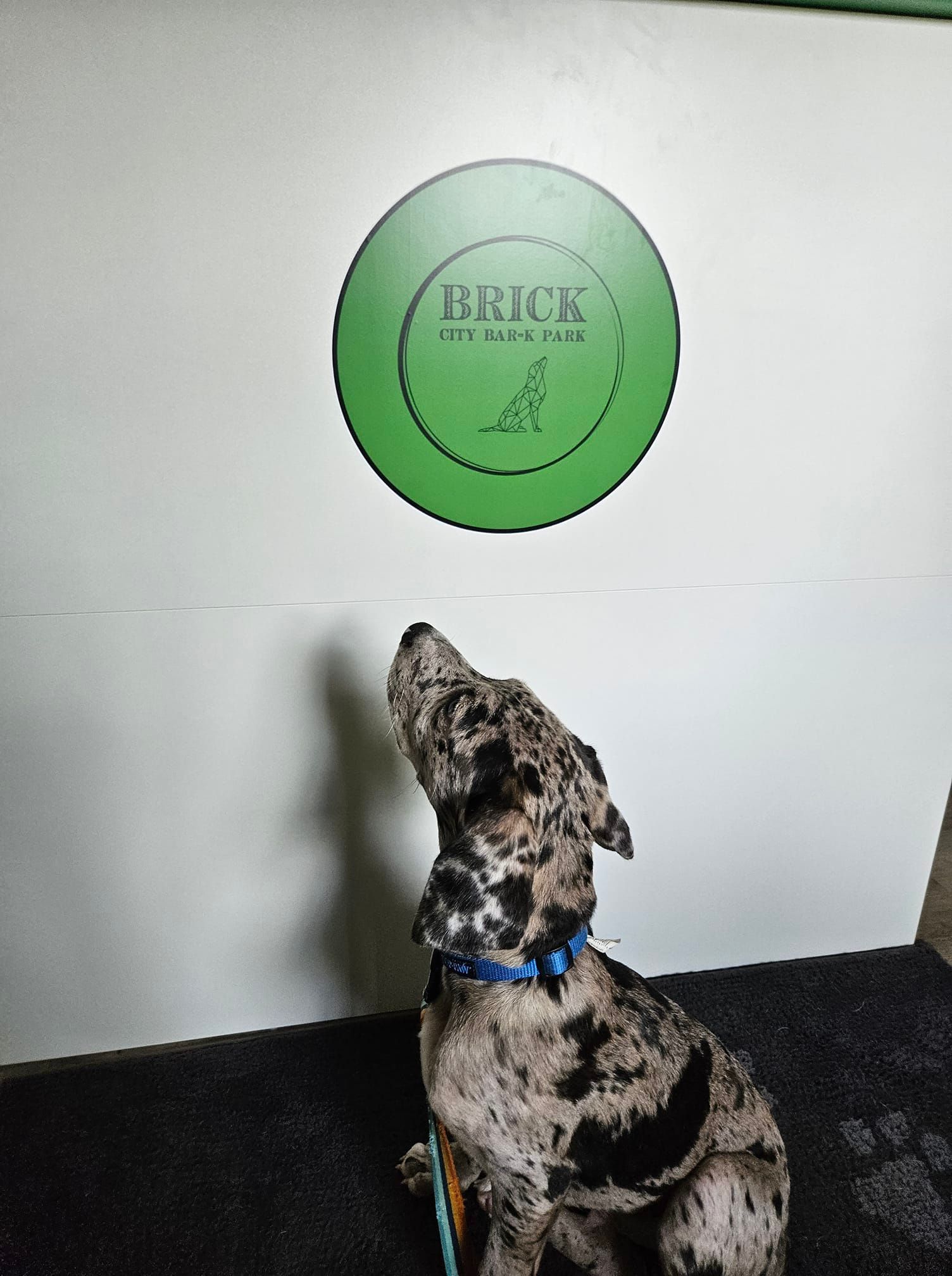 Ocala Dog Park Boarding Daycare