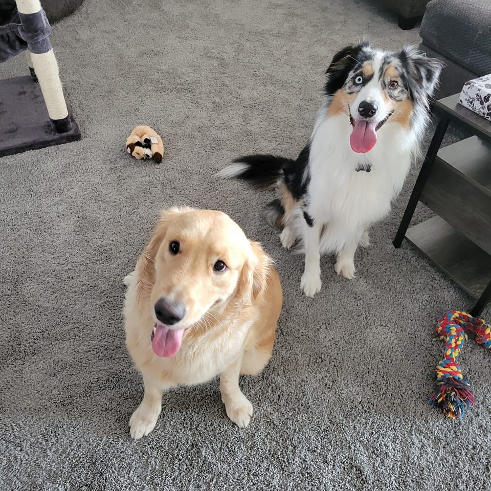 Ocala Dog Park Boarding Daycare