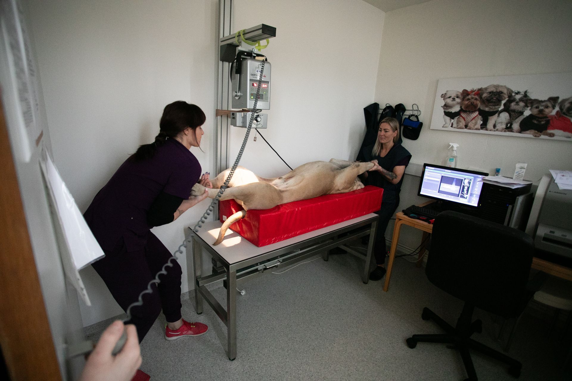 Two people conduct an X-ray on an animal lying on a table in a veterinary clinic.