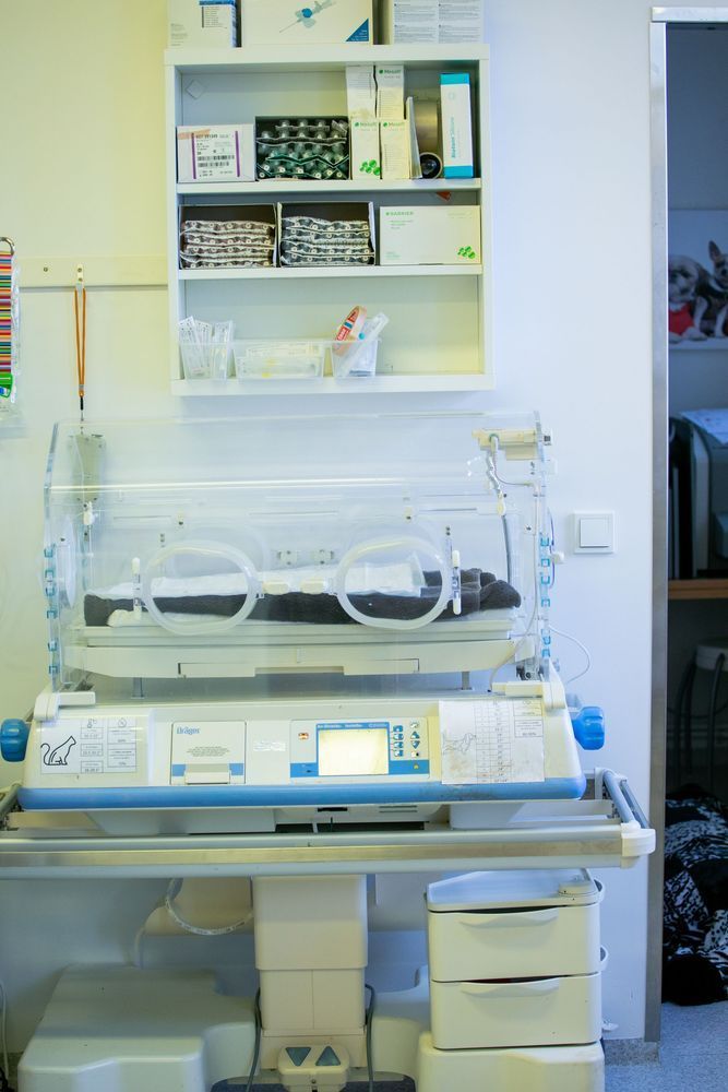 An incubator with medical supplies, possibly a veterinary clinic setting.