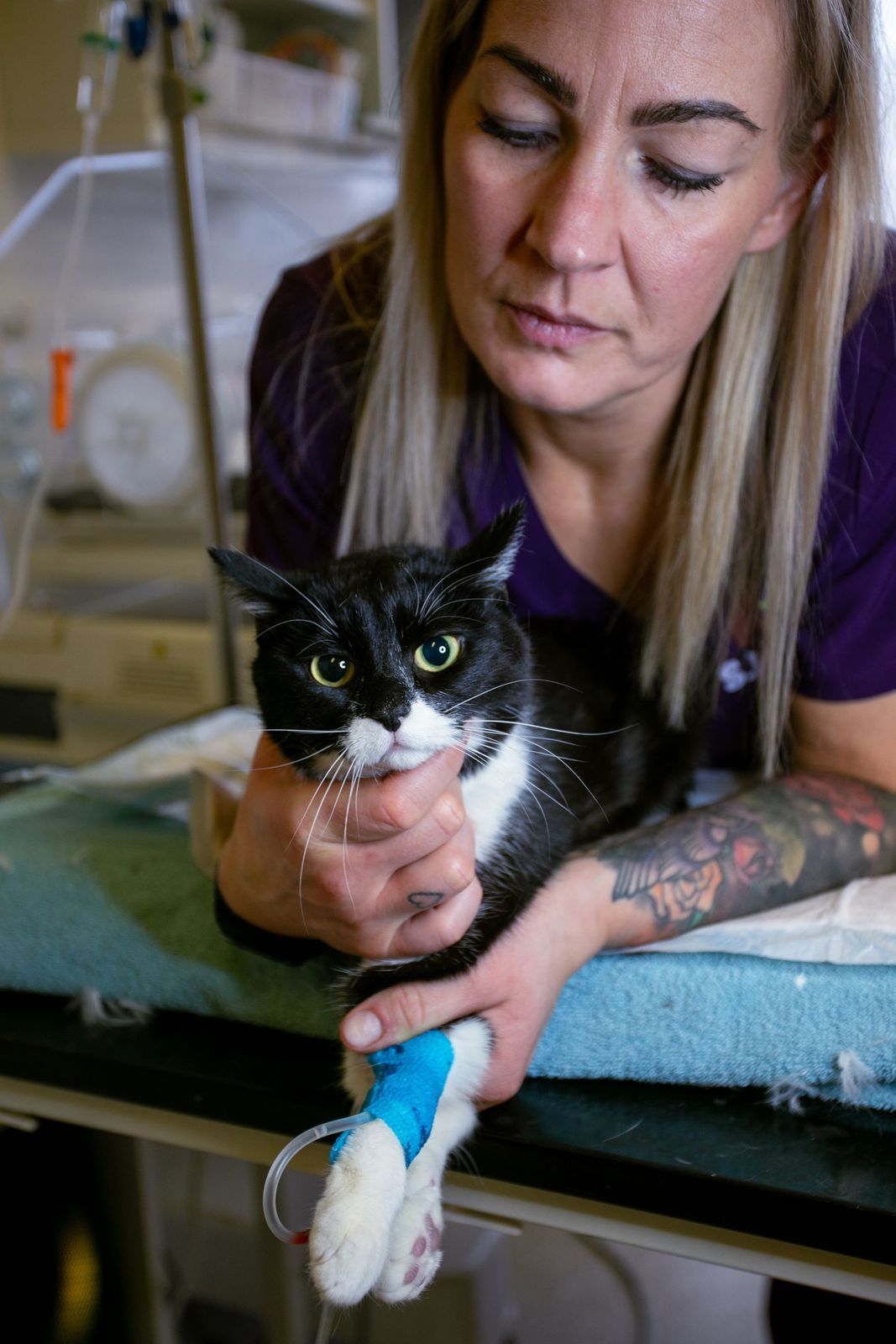 Woman holding a black and white cat with an IV in its paw on a veterinary exam table.