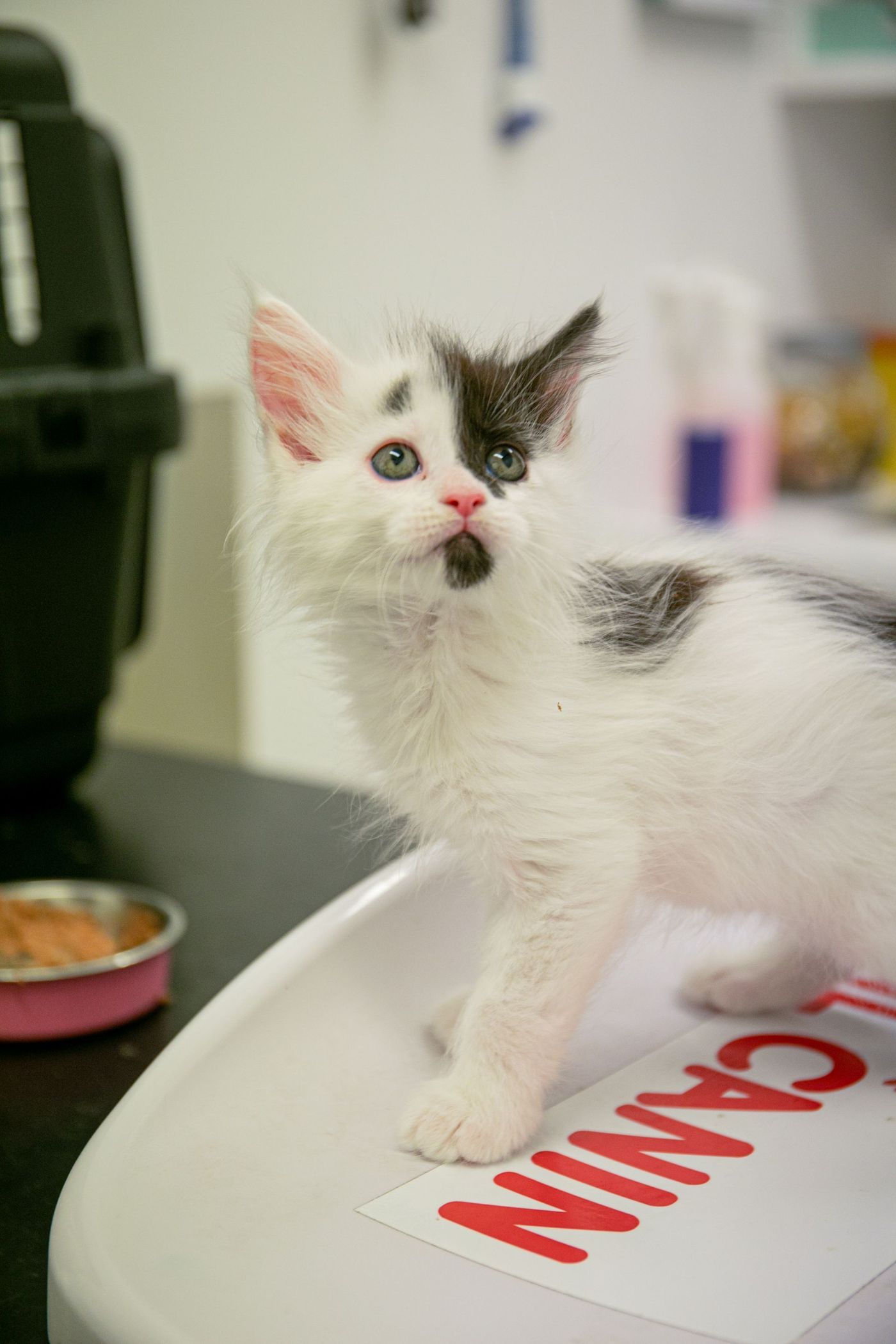 White and black kitten at a vet's office, looking up with a surprised expression.