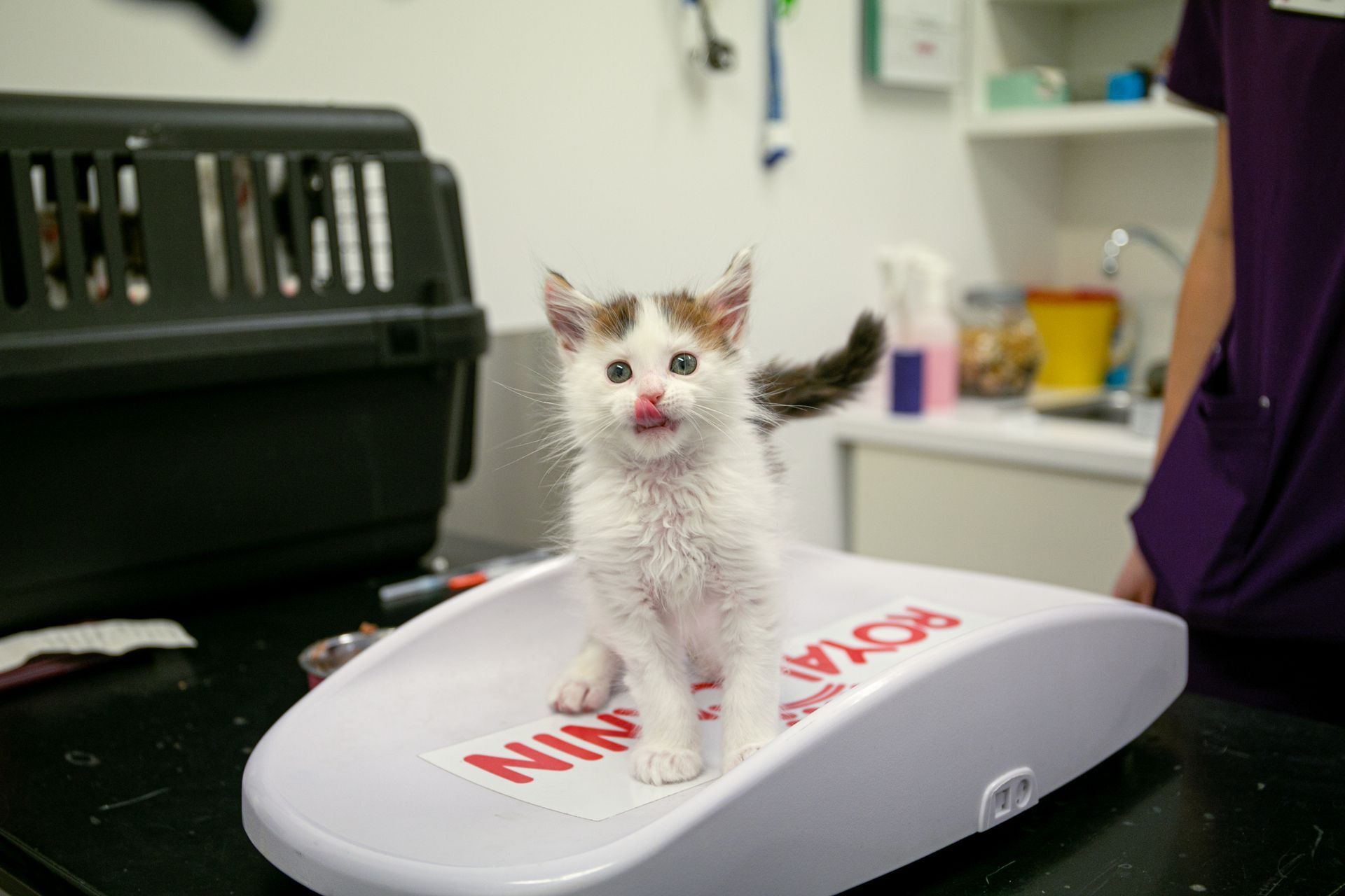 White and brown kitten on a scale at a vet's office, licking its lips. A carrier and person are in the background.