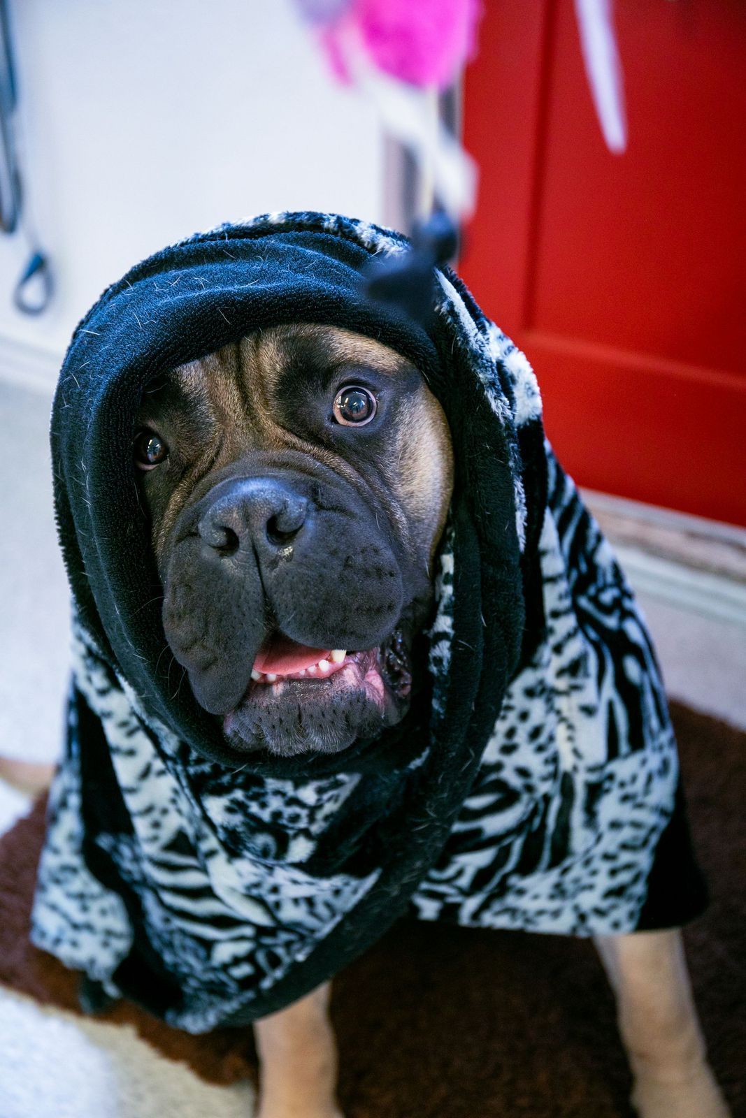 Dog wearing a black and white robe, looking at the camera with its mouth slightly open.