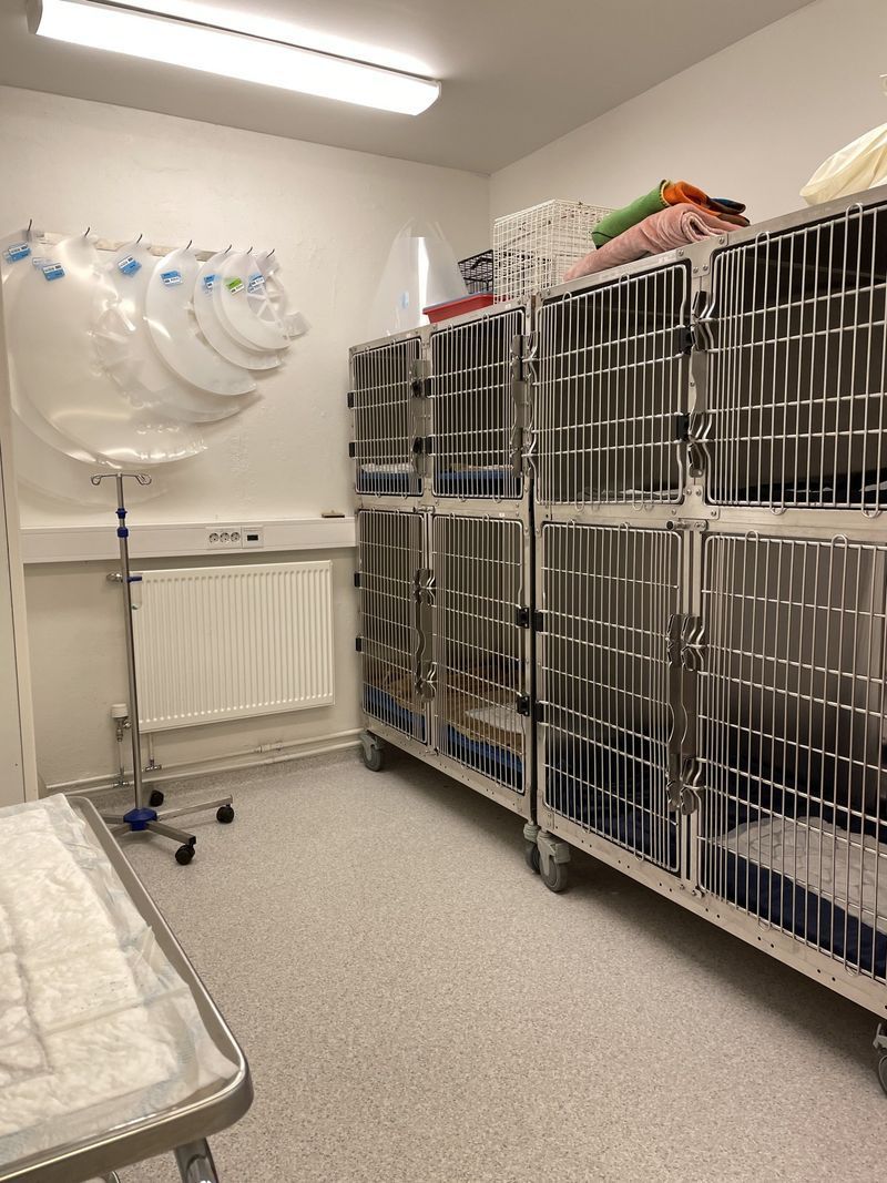 Veterinary clinic room with cages, IV stand, and examination table.