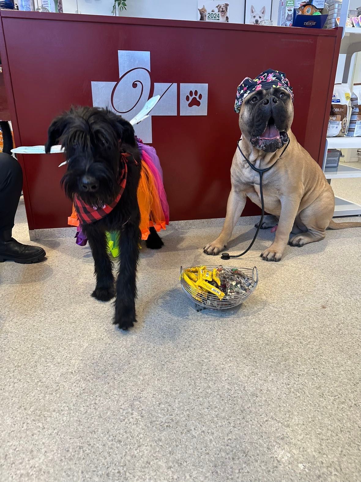 Two dogs at a vet's office: one in a costume, the other with a stethoscope and medical cap.