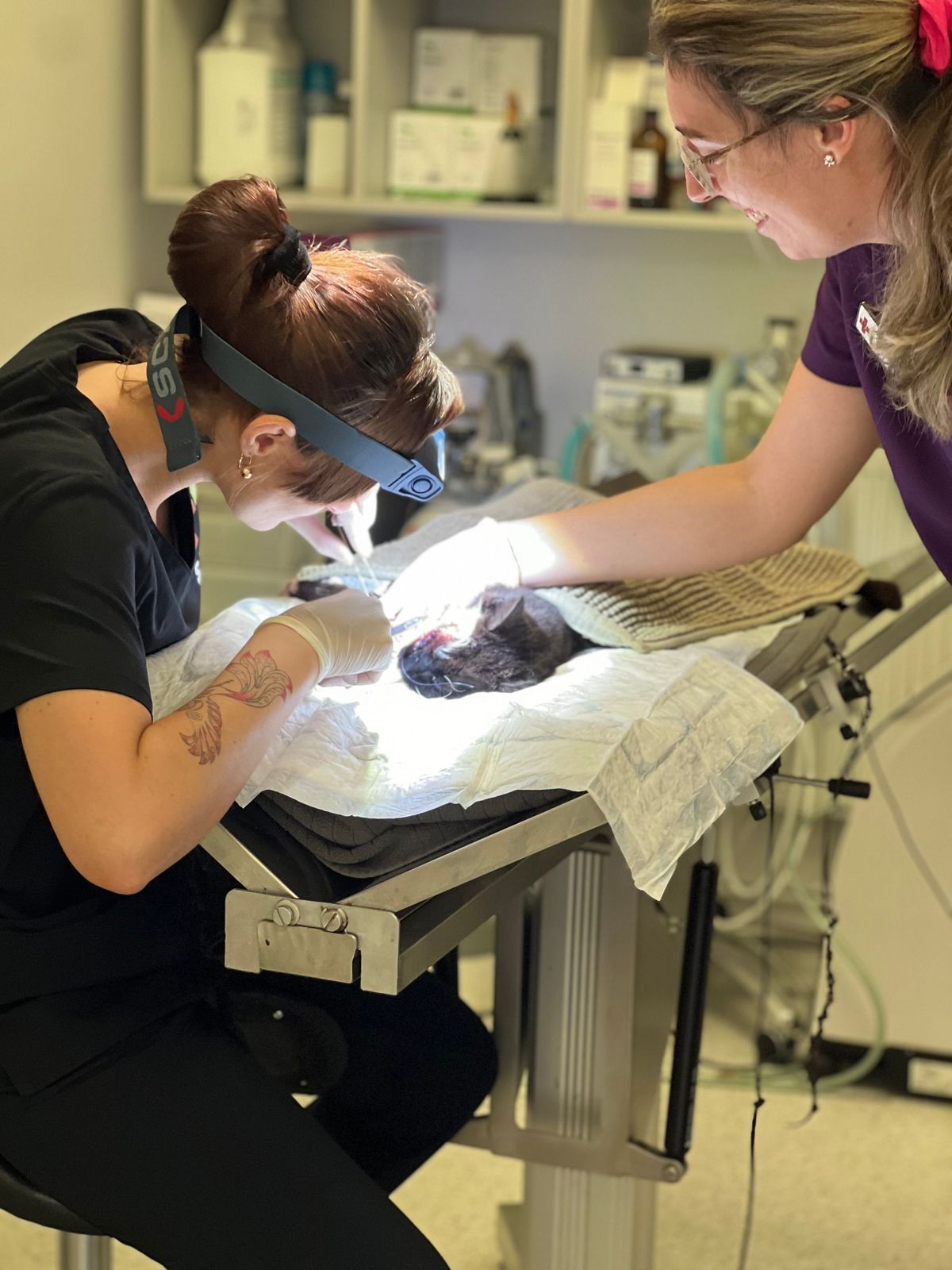 Two people providing dental care to a small animal on a veterinary examination table.