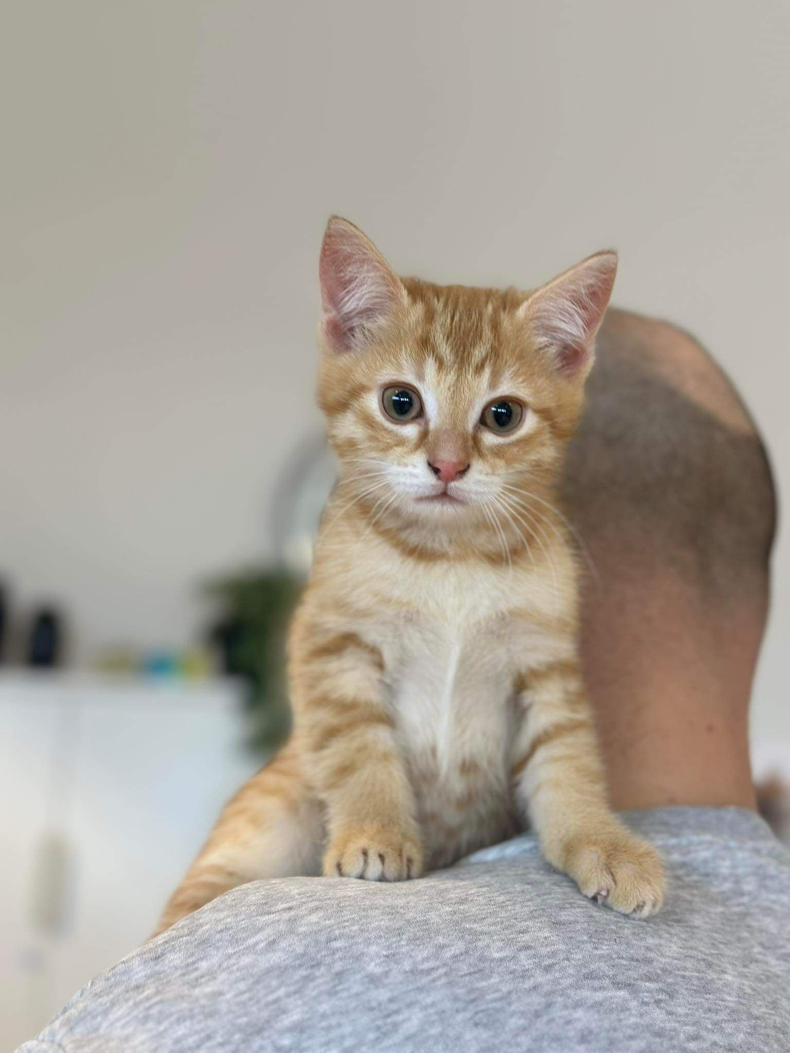 Orange tabby kitten sitting on a person's shoulder, looking at the camera.