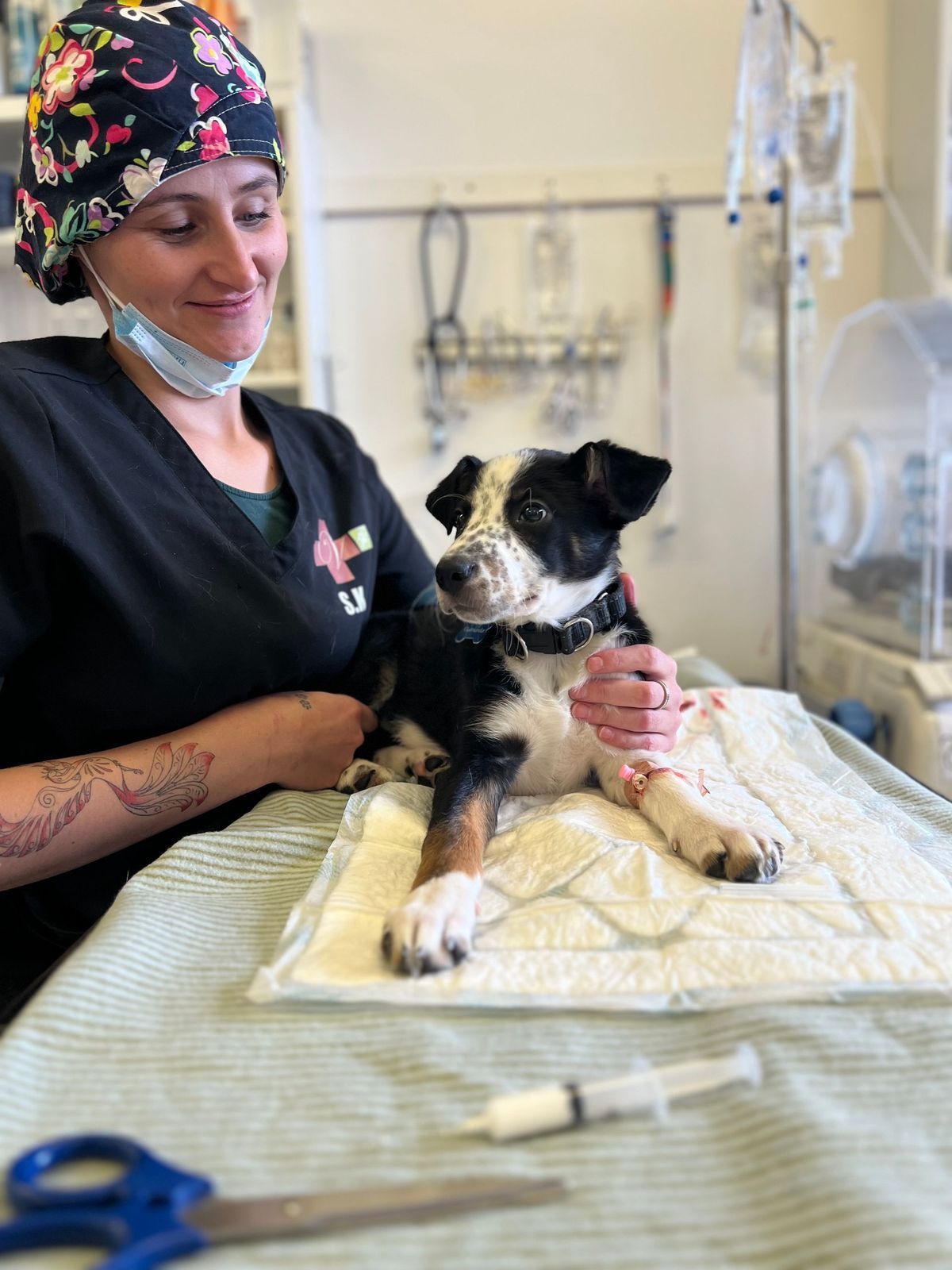 Veterinarian tending to a small dog with an IV in a medical setting.
