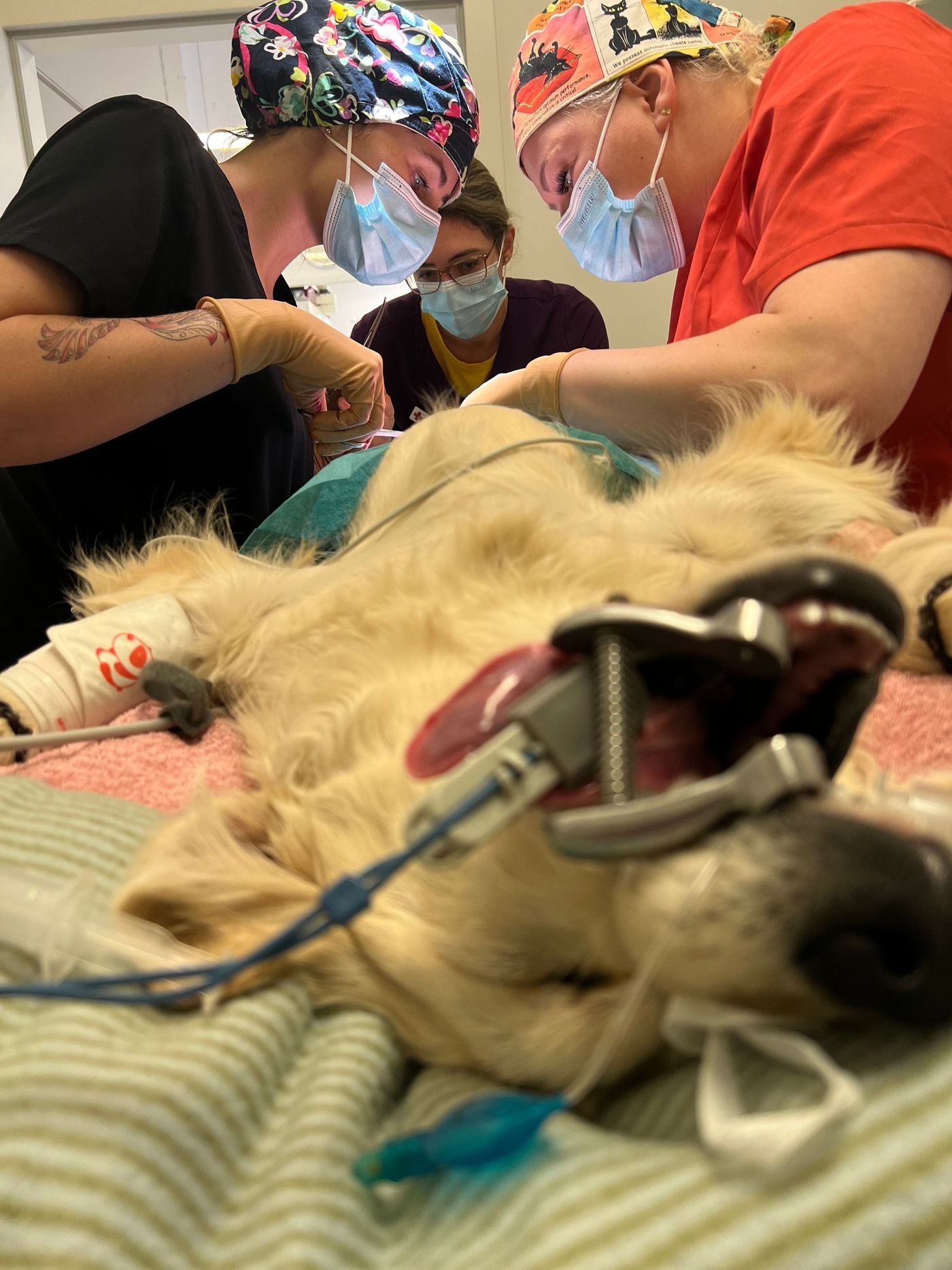Dog undergoing surgery by three medical professionals wearing scrubs, masks, and surgical caps.