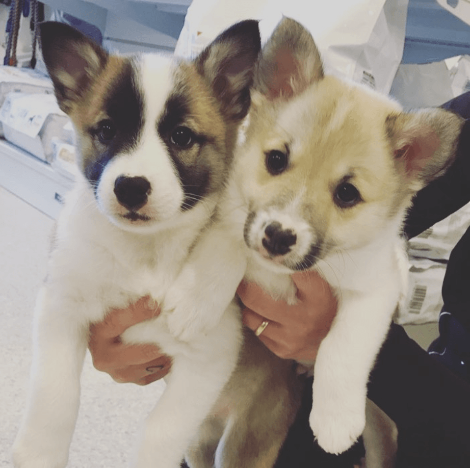 Two fluffy puppies, one white with black markings, the other tan, held by a person.