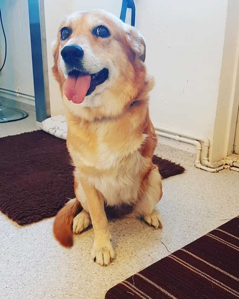 Smiling, light brown and white dog sitting with tongue out, indoors on a brown rug.