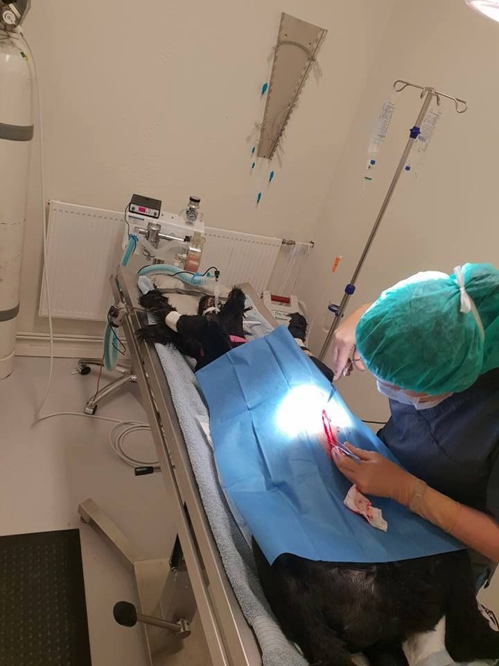 Veterinarian in scrubs performing surgery on a black dog on a surgical table in a sterile environment.