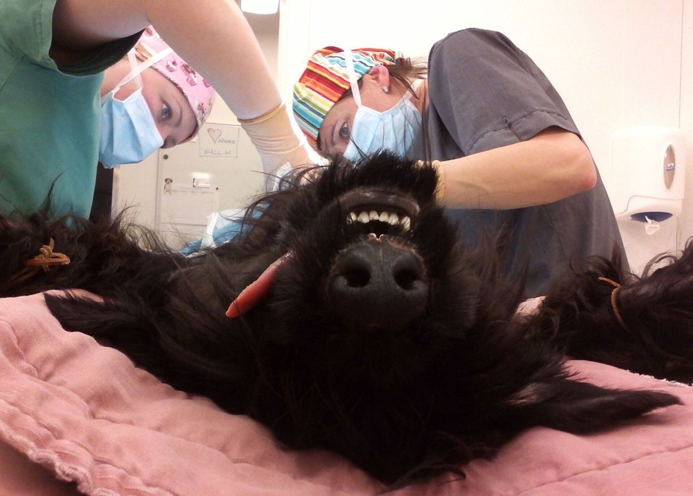 Veterinarians examining a black gorilla on a pink medical table, indoors. Gorilla's mouth open, exposed teeth.