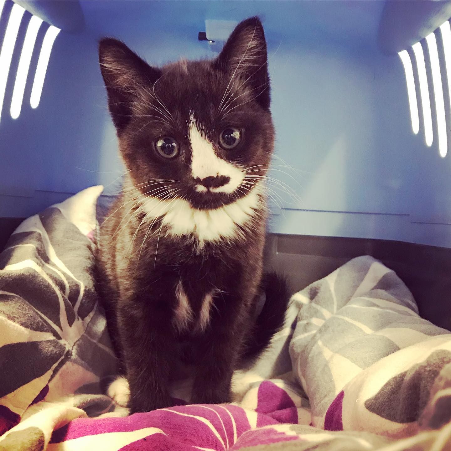 Black and white kitten with white markings sits in a blue carrier.