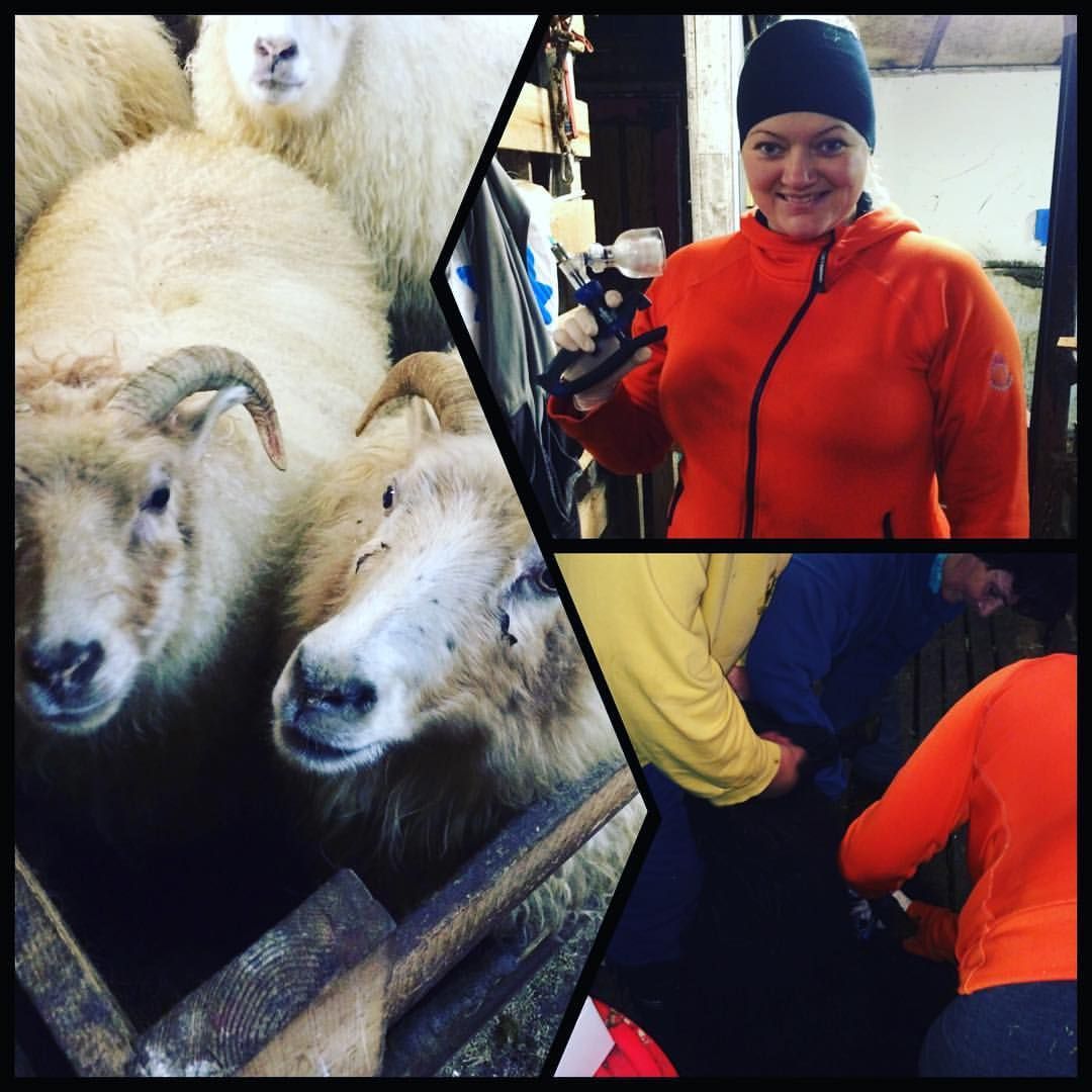 Collage: Sheep in pen, woman in orange fleece holding object, people helping another.