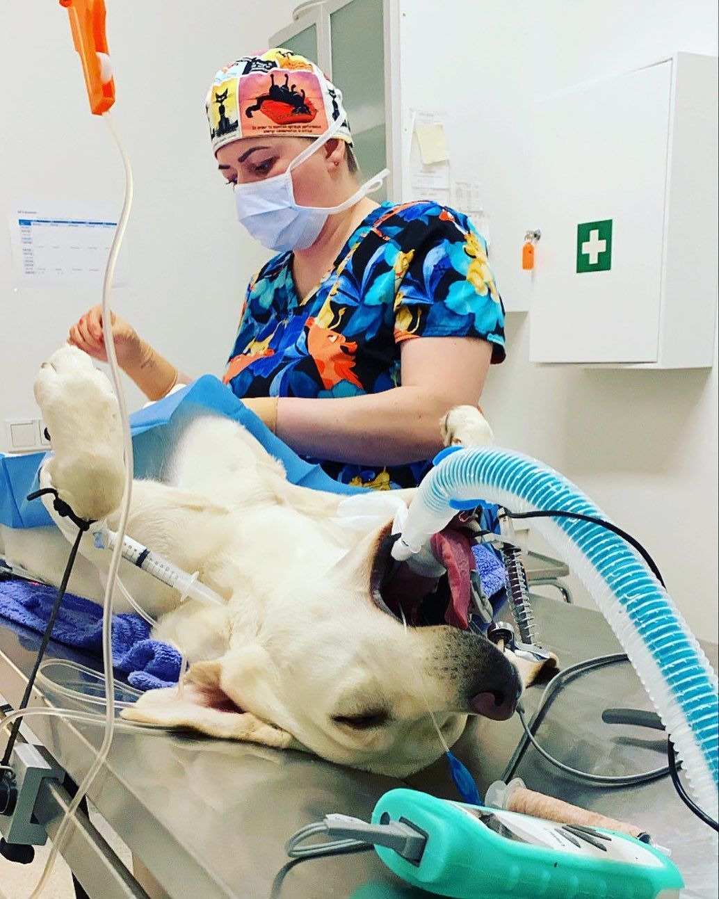 Veterinarian in scrubs and cap tending to a sedated Labrador on an operating table, connected to breathing apparatus.