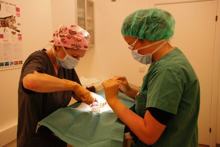 Two medical staff perform surgery on a patient in an operating room. They wear scrubs, caps, masks, and gloves.