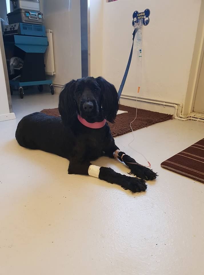 Black dog with pink collar, IV in paw, lying on floor in a medical setting.
