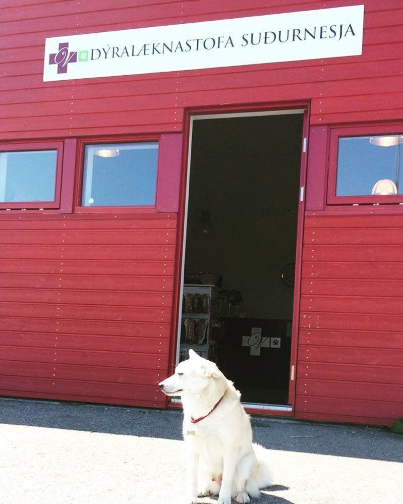 White dog sitting outside a red veterinary clinic with open door, 