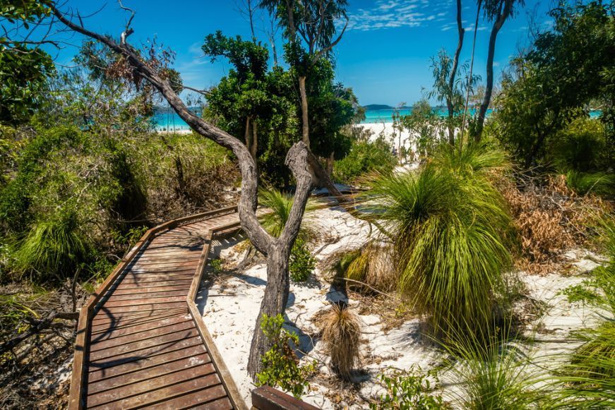 A Wooden Walkway Leading To A Beach Through A Lush Green Forest — Edge's Boatyard In Airlie Beach, QLD