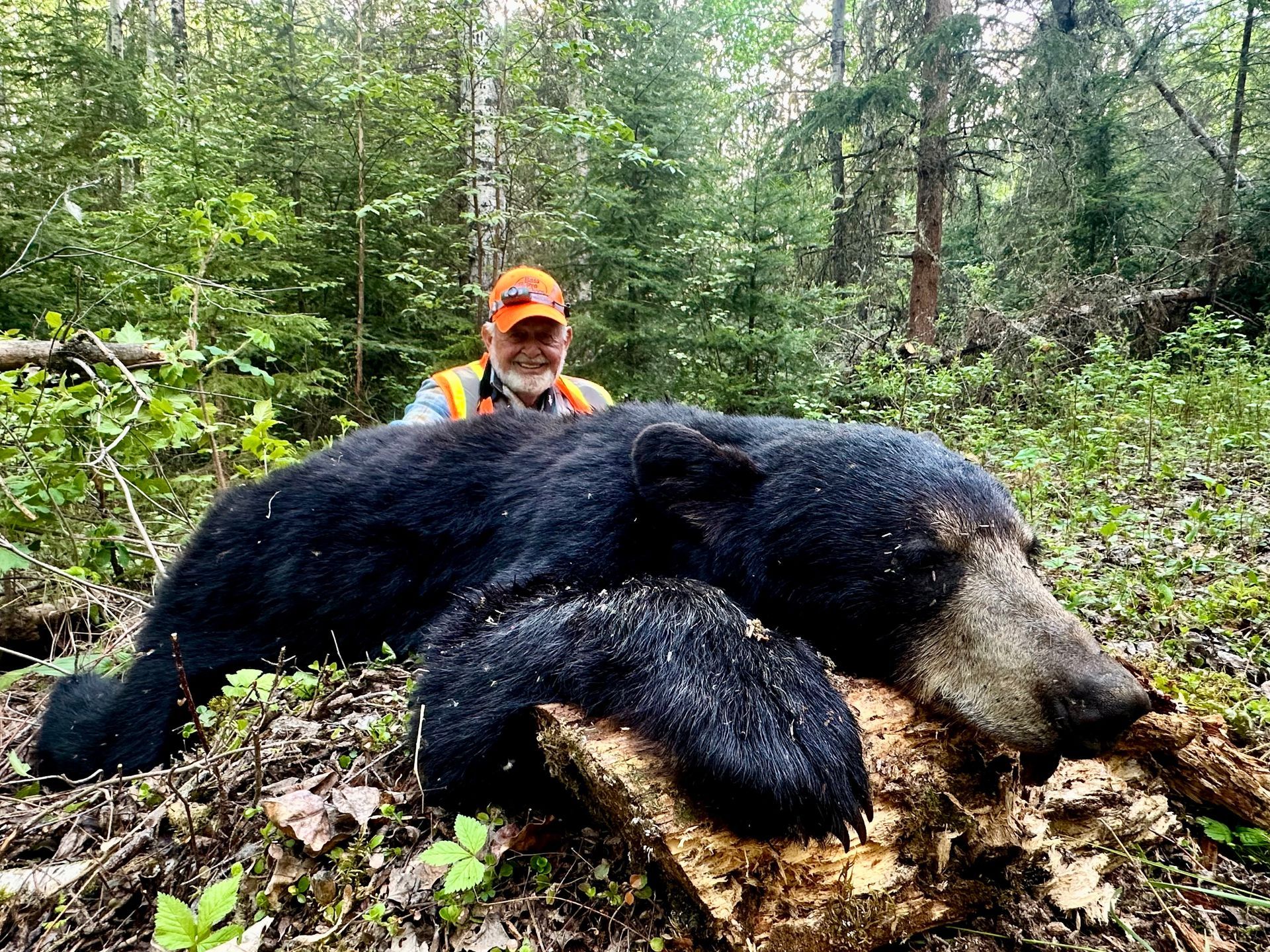 black bear hunts Canada